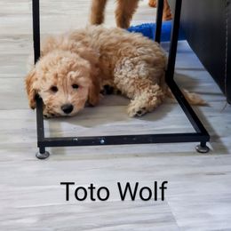 Goldendoodle Puppies from Brulee Doodles