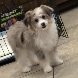 Pepper Potts - Blue merle female Aussiedoodle puppy in Los Angeles, California from LA’s Favorite Puppies