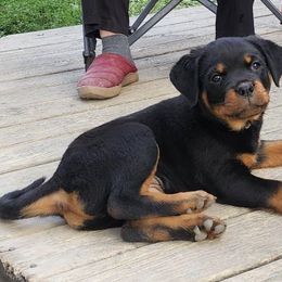 Rottweilers from Vom Hause Adason