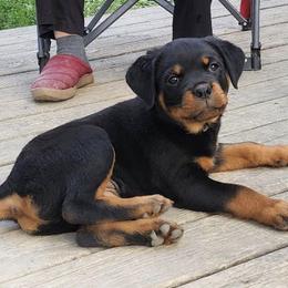 Rottweilers from Vom Hause Adason