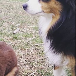 Miniature American Shepherds from Heavenly Springs Farms