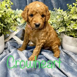 Goldendoodle Puppies from Ming’s Dynasty Doodles