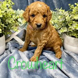 Goldendoodle Puppies from Ming’s Dynasty Doodles