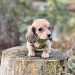 Dachshund Puppies from Northwest Dachshunds
