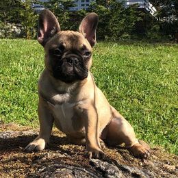  Puppies from Creme De La Creme French Bulldogs