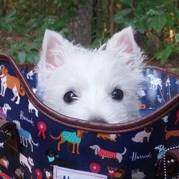 West Highland White Terriers from Wildwood Westies