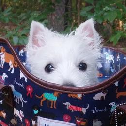 West Highland White Terriers from Wildwood Westies