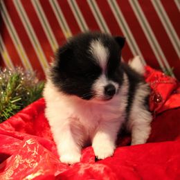 Pomeranian and Pomsky Puppies from Alpha Poms & Pomskies