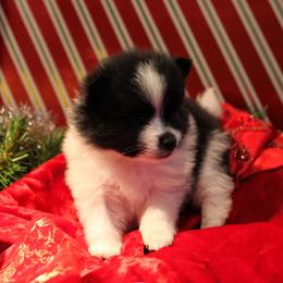 Pomeranian and Pomsky Puppies from Alpha Poms & Pomskies