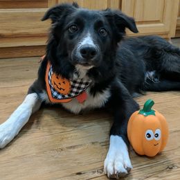 Border Collies from Royal R Ranch