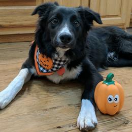 Border Collies from Royal R Ranch