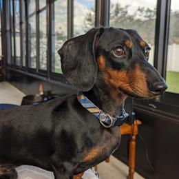 Roscoe - Dachshund