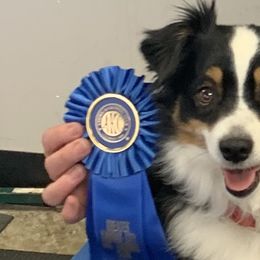 Australian Shepherds and Miniature American Shepherds from Country Creek Kennels