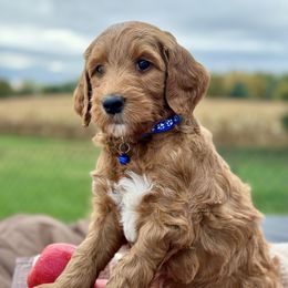 Blue - Red  male Goldendoodle puppy in Hesperia, Michigan from Red Acres Poodles & Doodles