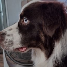 Australian Shepherds from CHAPELHILL AUSSIES