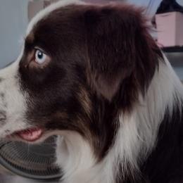 Australian Shepherds from CHAPELHILL AUSSIES