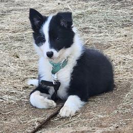 Border Collie Puppies from Cahill’s Canines