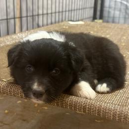 Neon - Black & white female Australian Shepherd puppy in Wichita Falls, Texas from Spotted Mule Aussies
