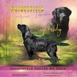 Ashly - Labrador Retriever
