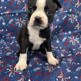 Mike - Seal and white male Boston Terrier puppy in Fillmore, Illinois from Wind Hill Puppies