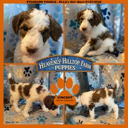 Ella's Orange Collar Boy - Parti male Poodle puppy in Charlo, Montana from Heavenly Hilltop Farm