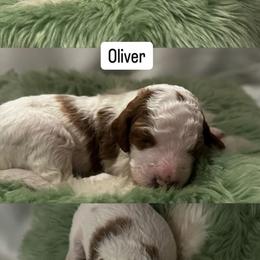 Goldendoodle Puppies from The Doodle House