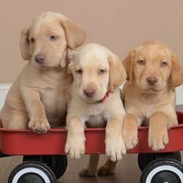 Dilute Retriever puppies from Labrador Retriever Puppies