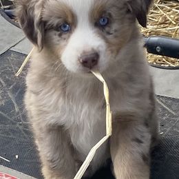 Miniature Australian Shepherd and Toy Australian Shepherd Puppies from Rye Hill Aussies