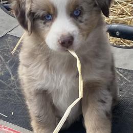 Miniature Australian Shepherd and Toy Australian Shepherd Puppies from Rye Hill Aussies