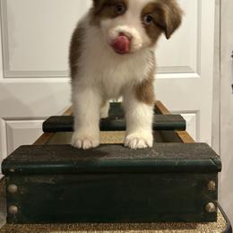 RTM 2 - Red tri-color male Australian Shepherd puppy in Greenville, South Carolina from Elusive Australian Shepherds