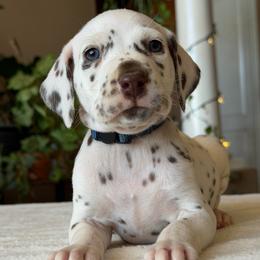 Male 1 - White and black male Dalmatian puppy in Lake Mathews, California from Bully Market