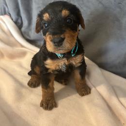 Bradley - Black and tan male Airedale Terrier puppy in Huntersville, North Carolina from Cool Hand Luke Kennels