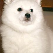 American Eskimo Dogs from HH Farms