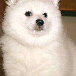 American Eskimo Dogs from HH Farms