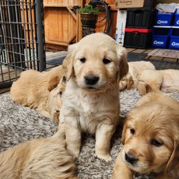 Denali's Little Mighty Summit - Golden Retriever puppy in Anchorage, Alaska from Denali Golden Retrievers