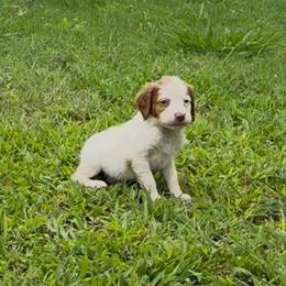 Winchester - White and orange male Brittany puppy in Stillwater, Oklahoma from Kennel de Fowler