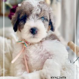 HYACINTH - Parti female Goldendoodle puppy in Houston, Texas from Pia’s Doodle Poodle Wag