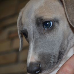 Whippet Puppies from Horsetooth Whippets