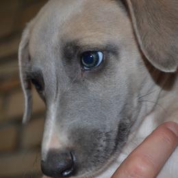 Whippet Puppies from Horsetooth Whippets