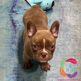 Woody - Brindle male French Bulldog puppy in Bowman, Georgia from Companion Creek Farm