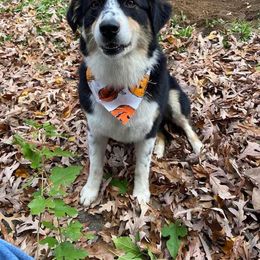 Australian Shepherd All Grown Up from Aussies of Sunset Ridge