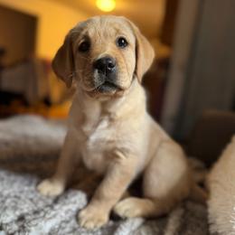 Pink Collar - Yellow Labrador Retriever puppy in Somerset, California from Cantina Labs and Cavs