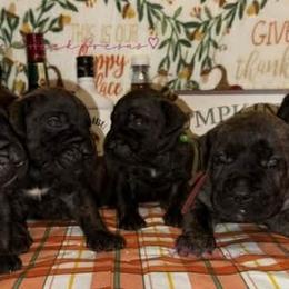 Perro de Presa Canario Puppies from Mesquite Creek Kennels