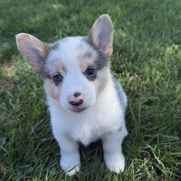 Female Bluie Merle - Gray and white female American Corgi puppy in Scottown, Ohio from Wyndy Ridge Corgis