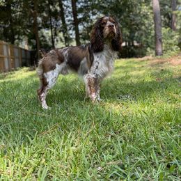 English Springer Spaniel All Grown Up from Eagle Trail Kennels