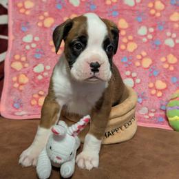Lucy - Fawn female Boxer puppy in Mount Zion, Illinois from Foulk's Boxer Puppies