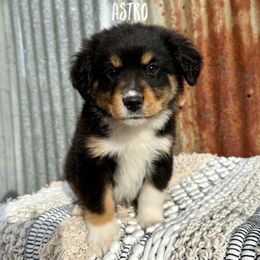 Miniature Australian Shepherd Puppies from Wild Outlaw Aussies
