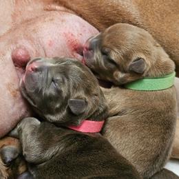 Pink Collar - Blue brindle female American Bully puppy in Easton, Maryland from Night Court Bullies