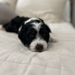 Bernedoodle Puppies from Palmetto Bernedoodles Boutique