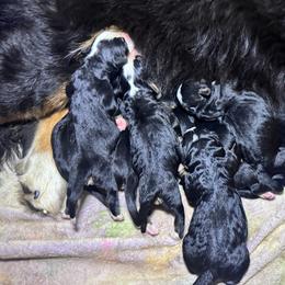 Male 4 - Black rust and white male Bernese Mountain Dog puppy in Merrill, Michigan from Happy Tails Family Farm